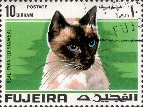 Сиамская кошка