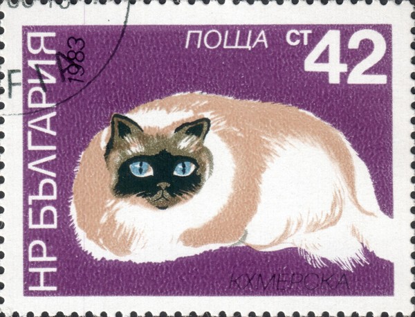 Кхмерская кошка