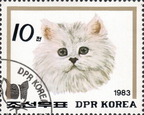 Кошка