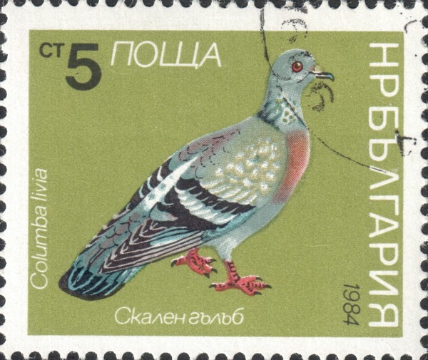 Сизый голубь (Columba livia)