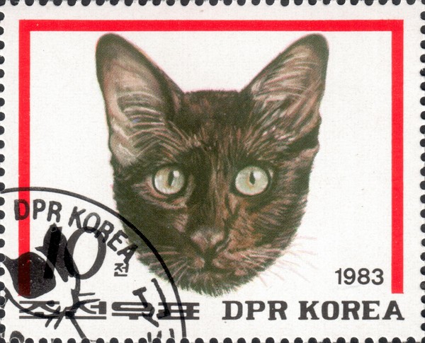 Кошка