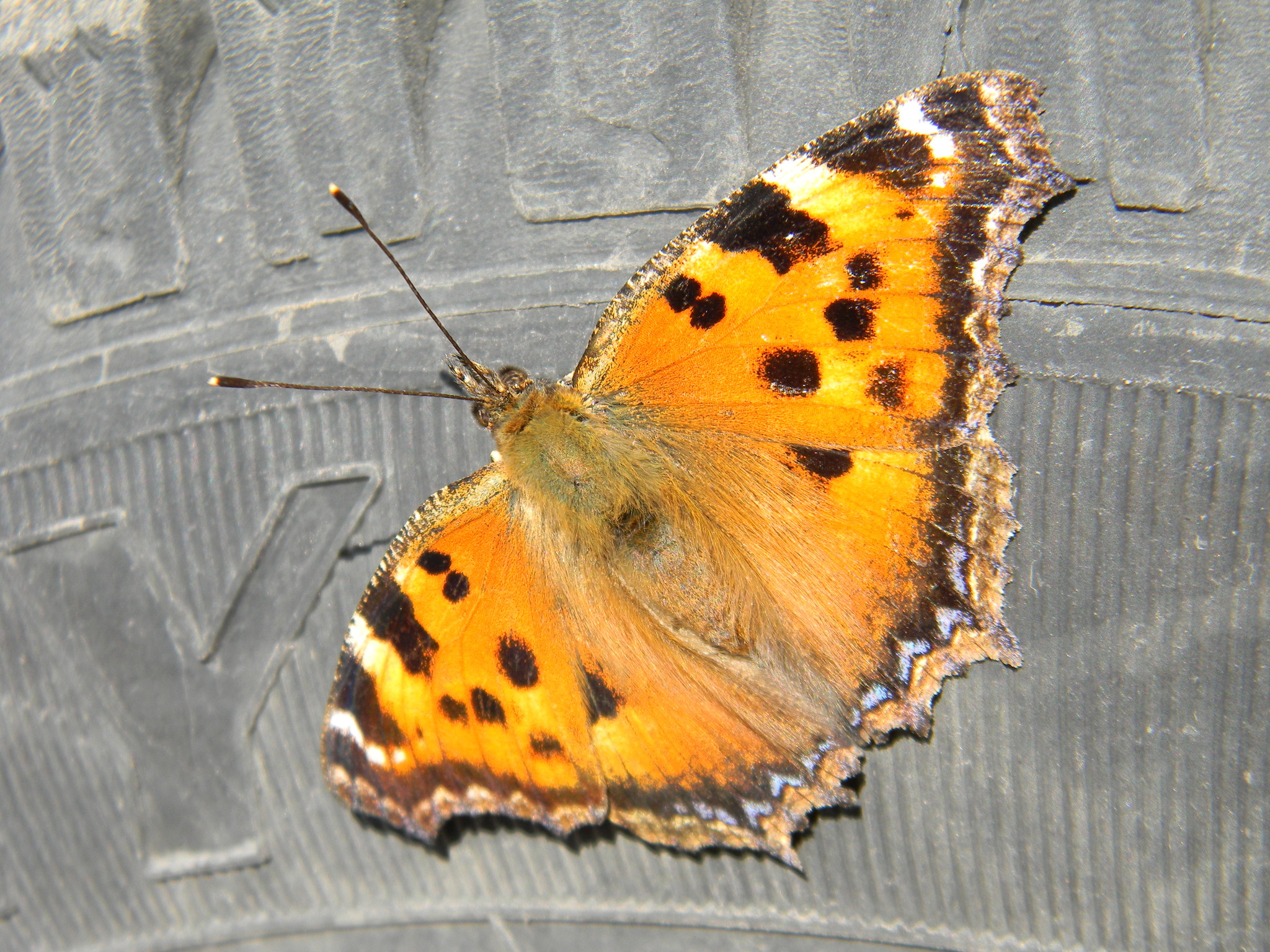 Многоцветница восточная (Nymphalis xanthomelas)