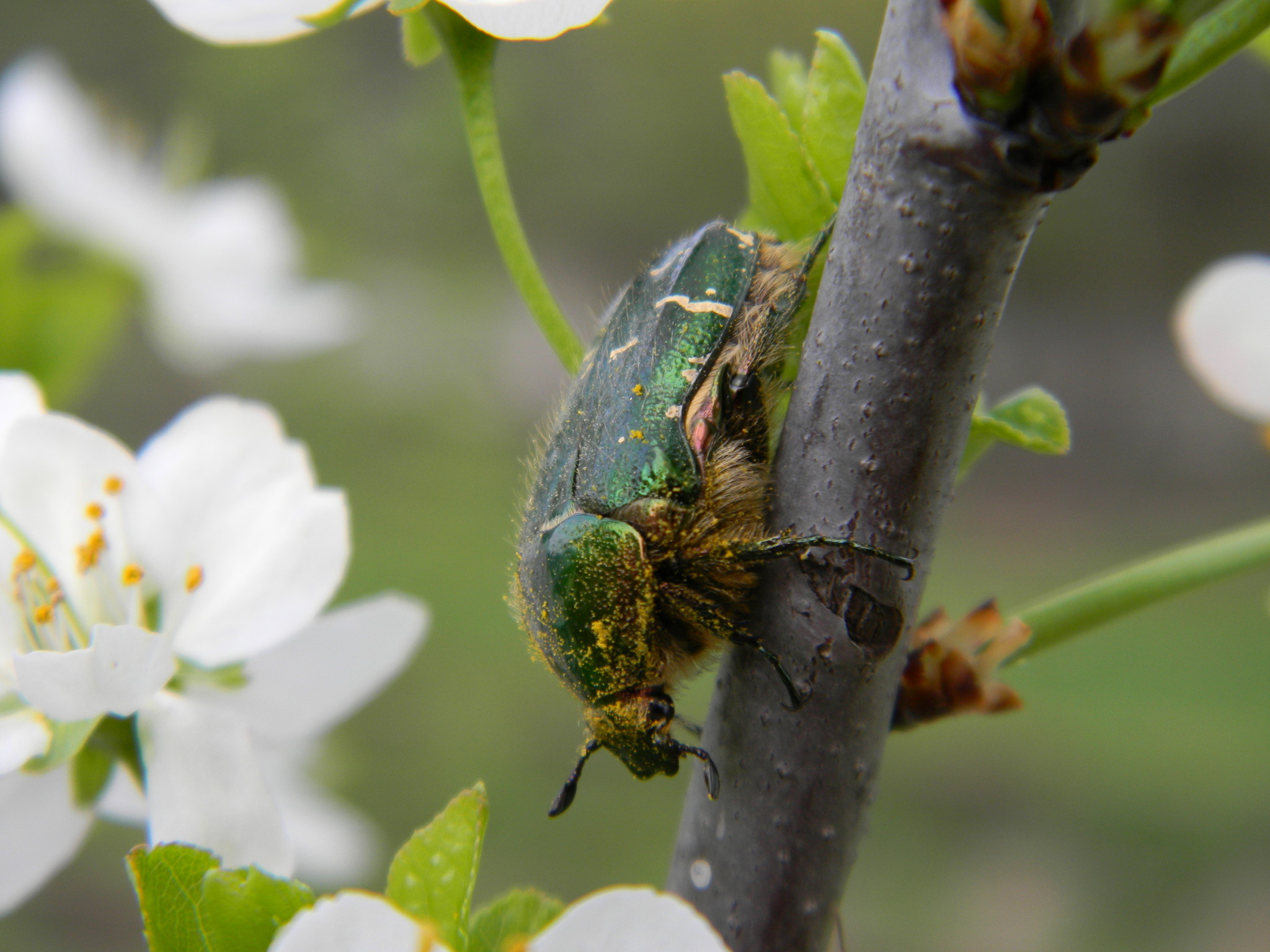 Бронзовка золотистая или бронзовка обыкновенная (Cetonia aurata)