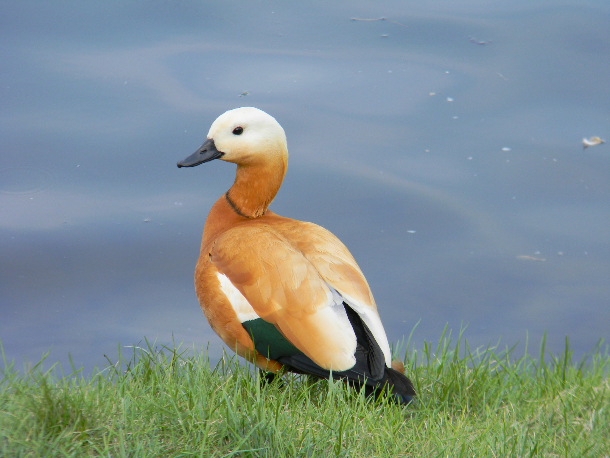 Огарь или красная утка (Tadorna ferruginea)