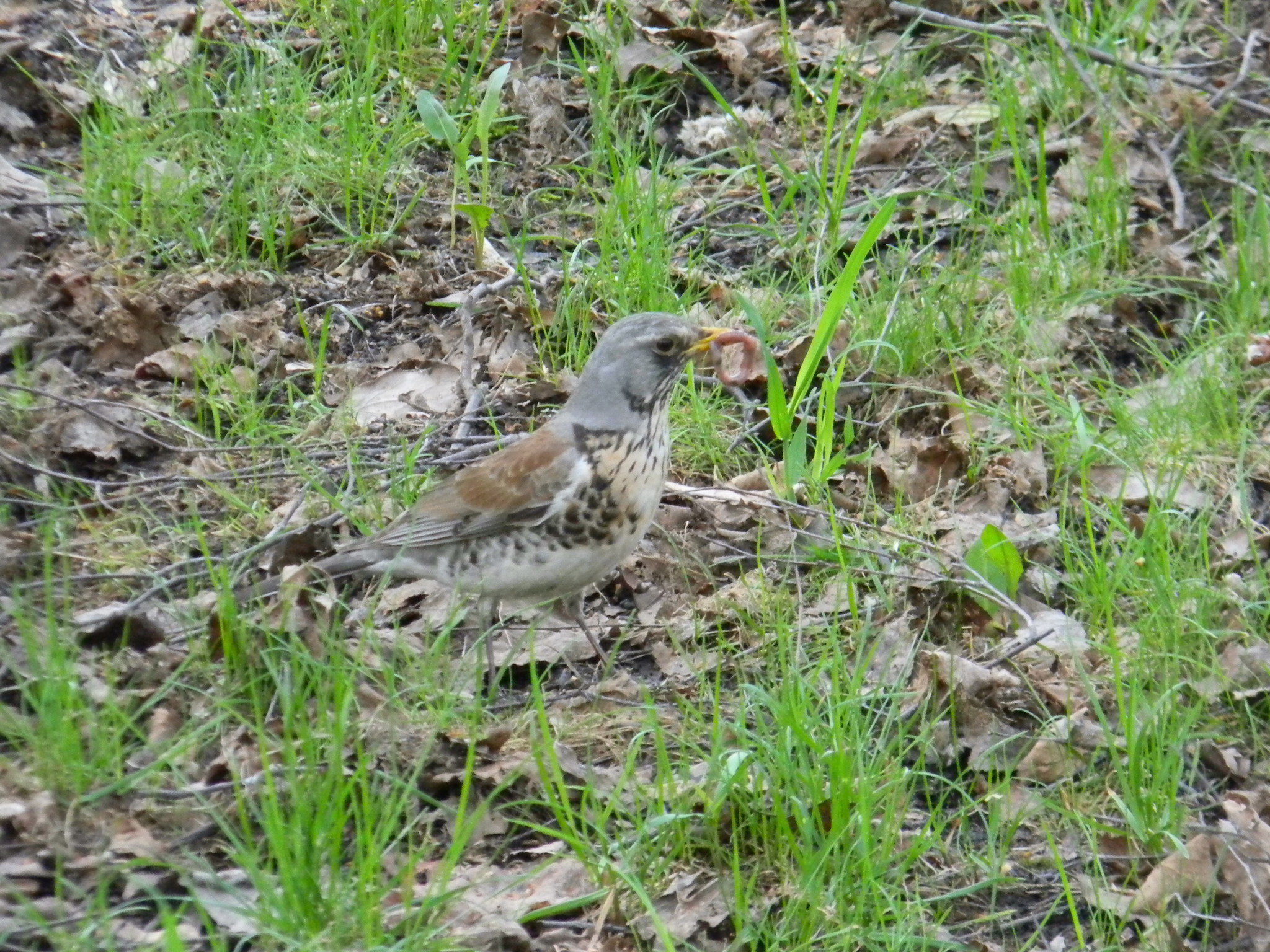 Дрозд рябинник (Turdus pilaris)