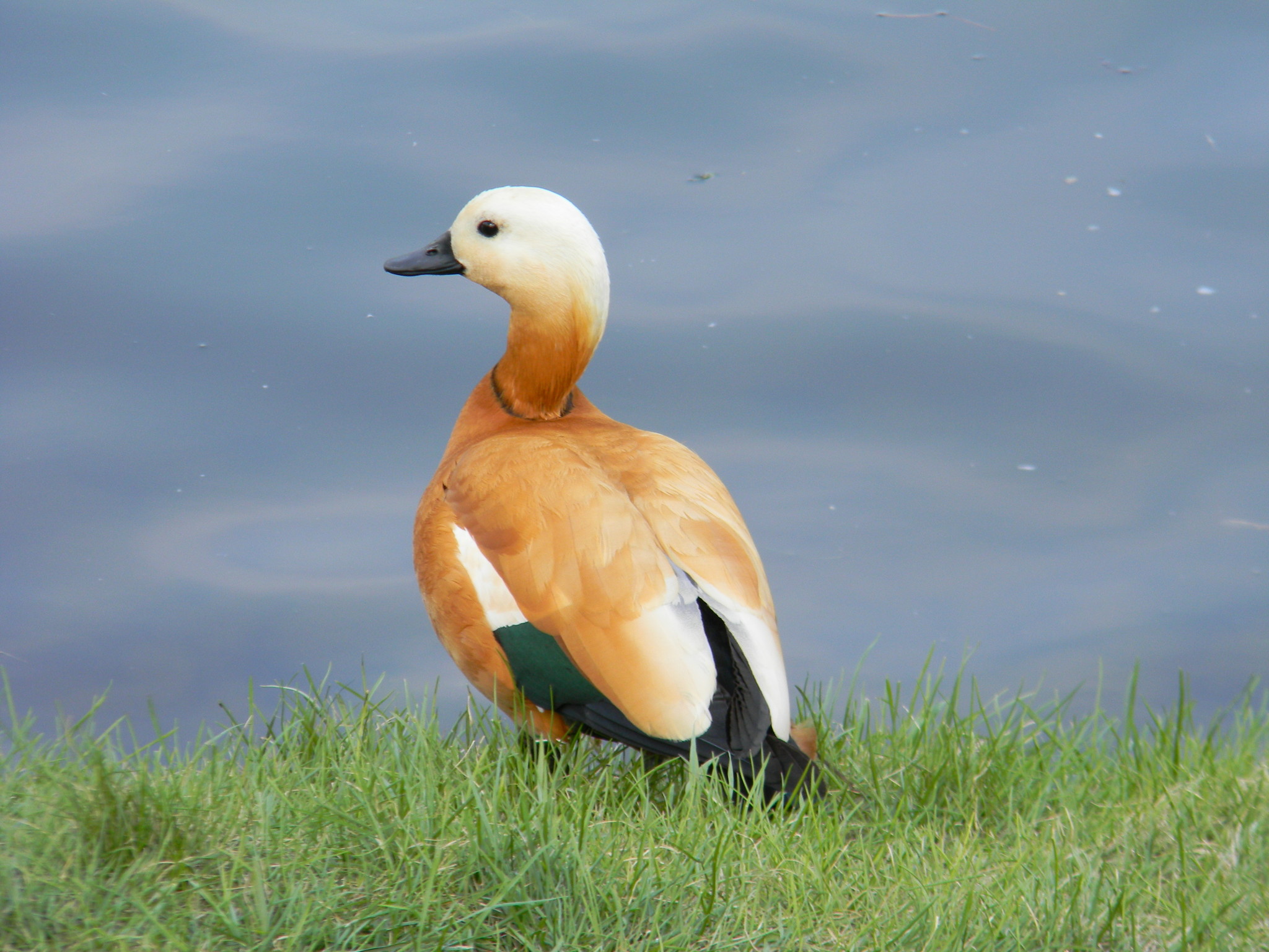 Огарь или красная утка (Tadorna ferruginea)