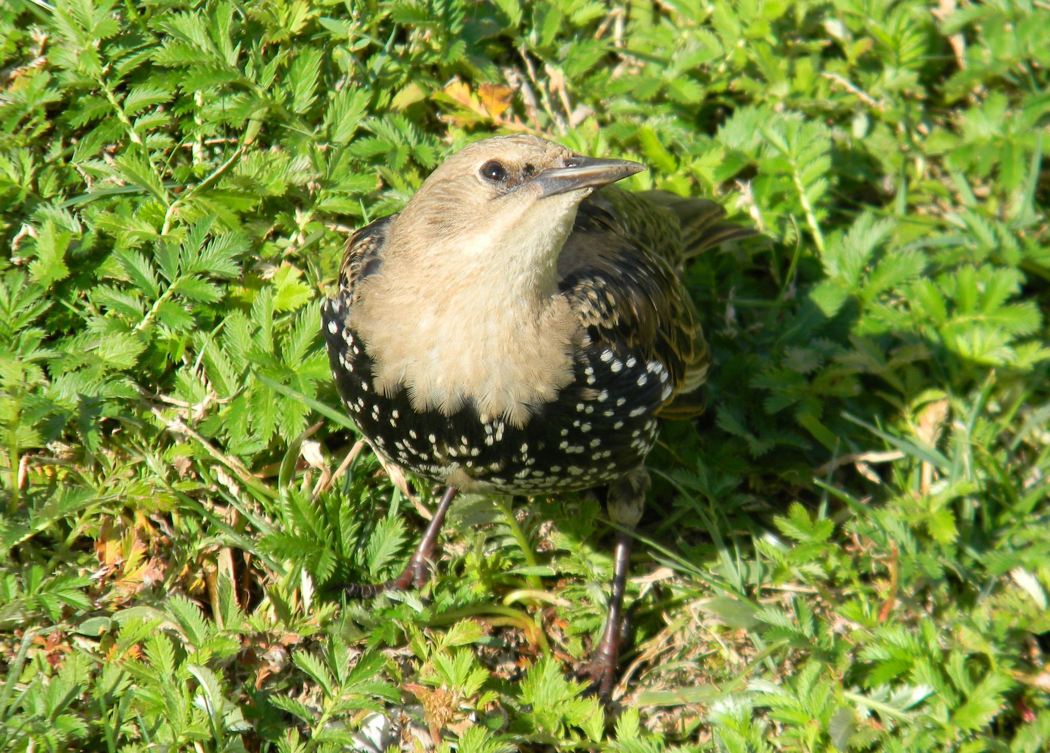 Обыкновенный скворец (Sturnus vulgaris)