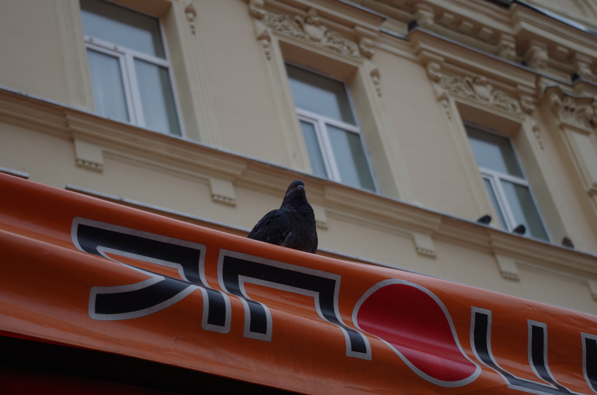 Голубь на Арбате
