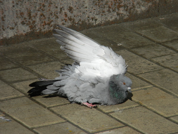 Купание голубя
