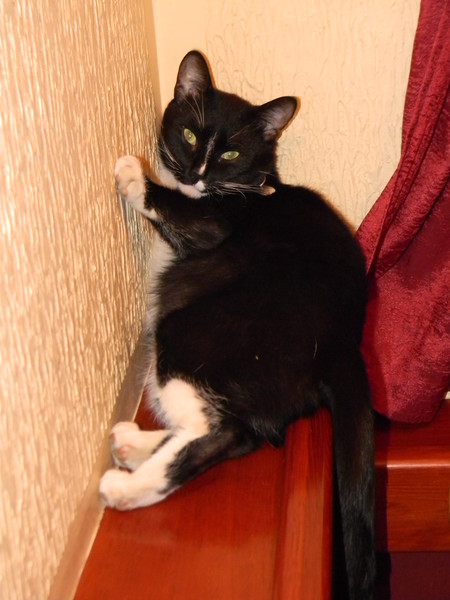 Кот