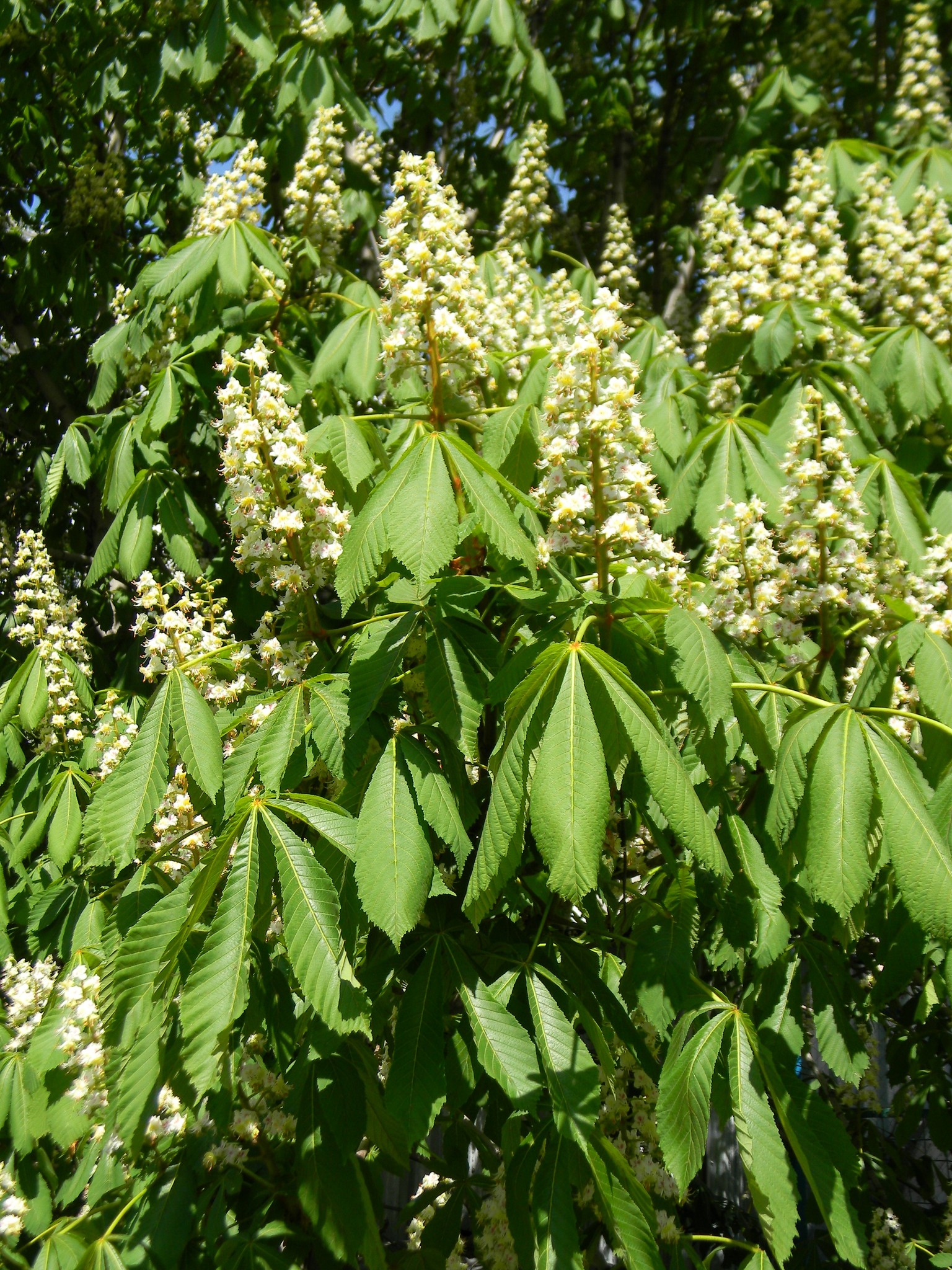 Каштан (Castanea)