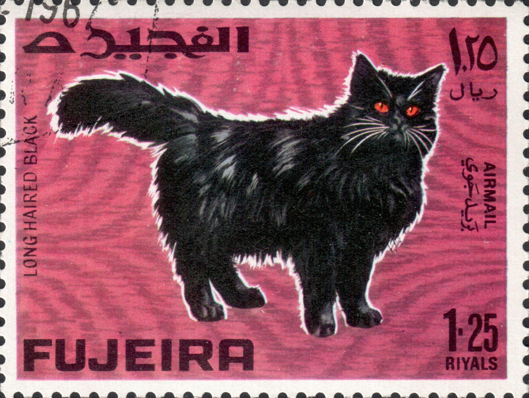 Длинноволосый чёрный (Long haired black)