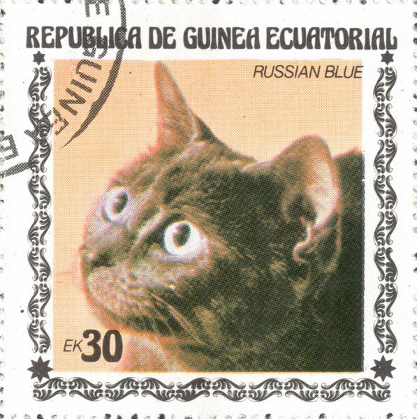 Русская голубая кошка