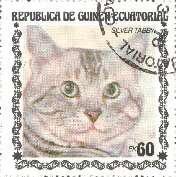 Чёрный серебристый табби (Silver tabby)