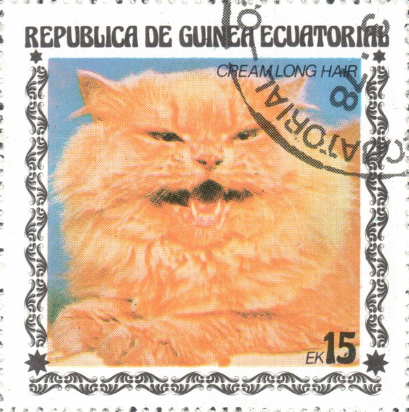 Кошка