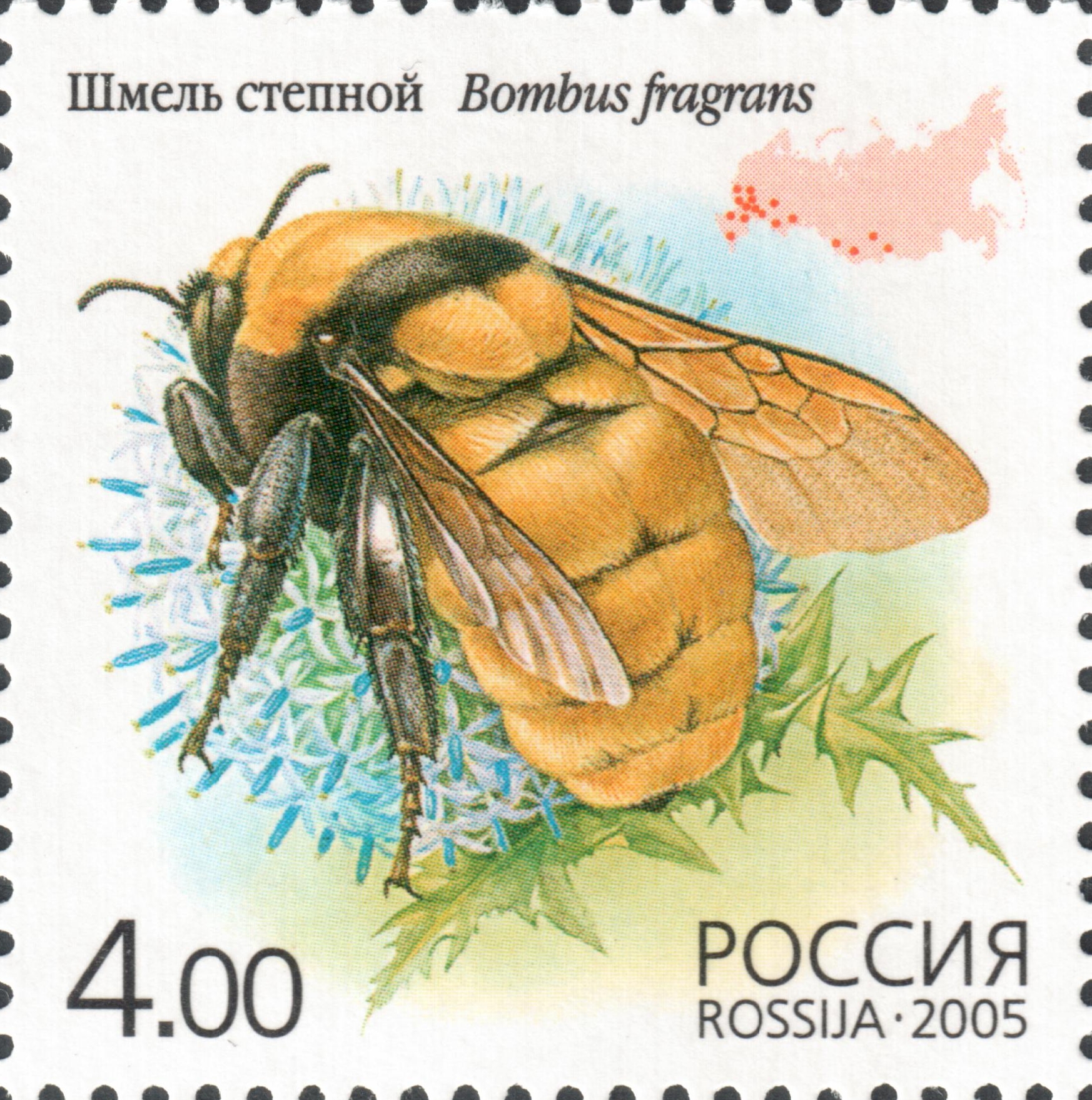Шмель степной (Bombus fragrans)