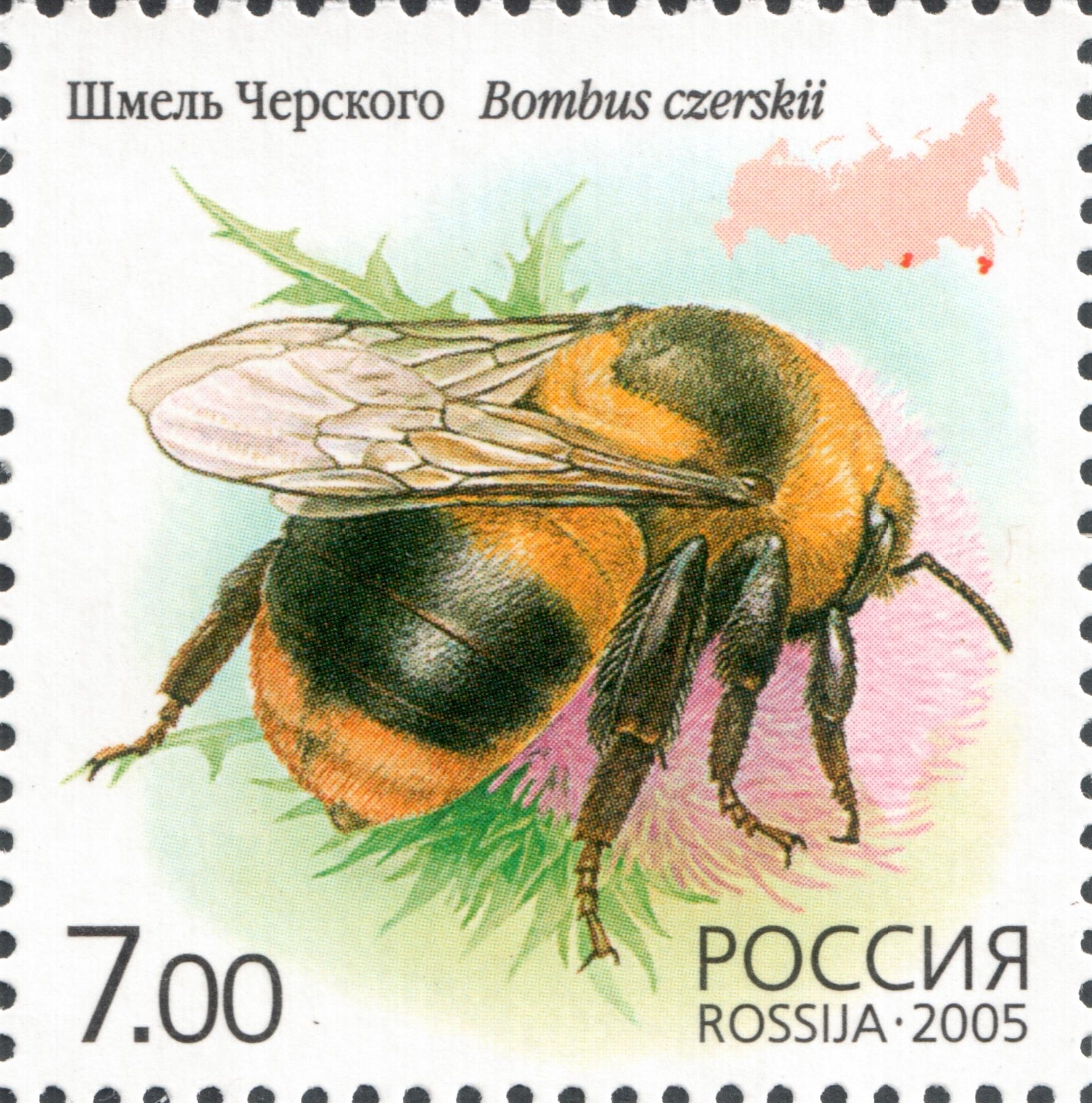 Шмель Черского (Bombus czerskii)