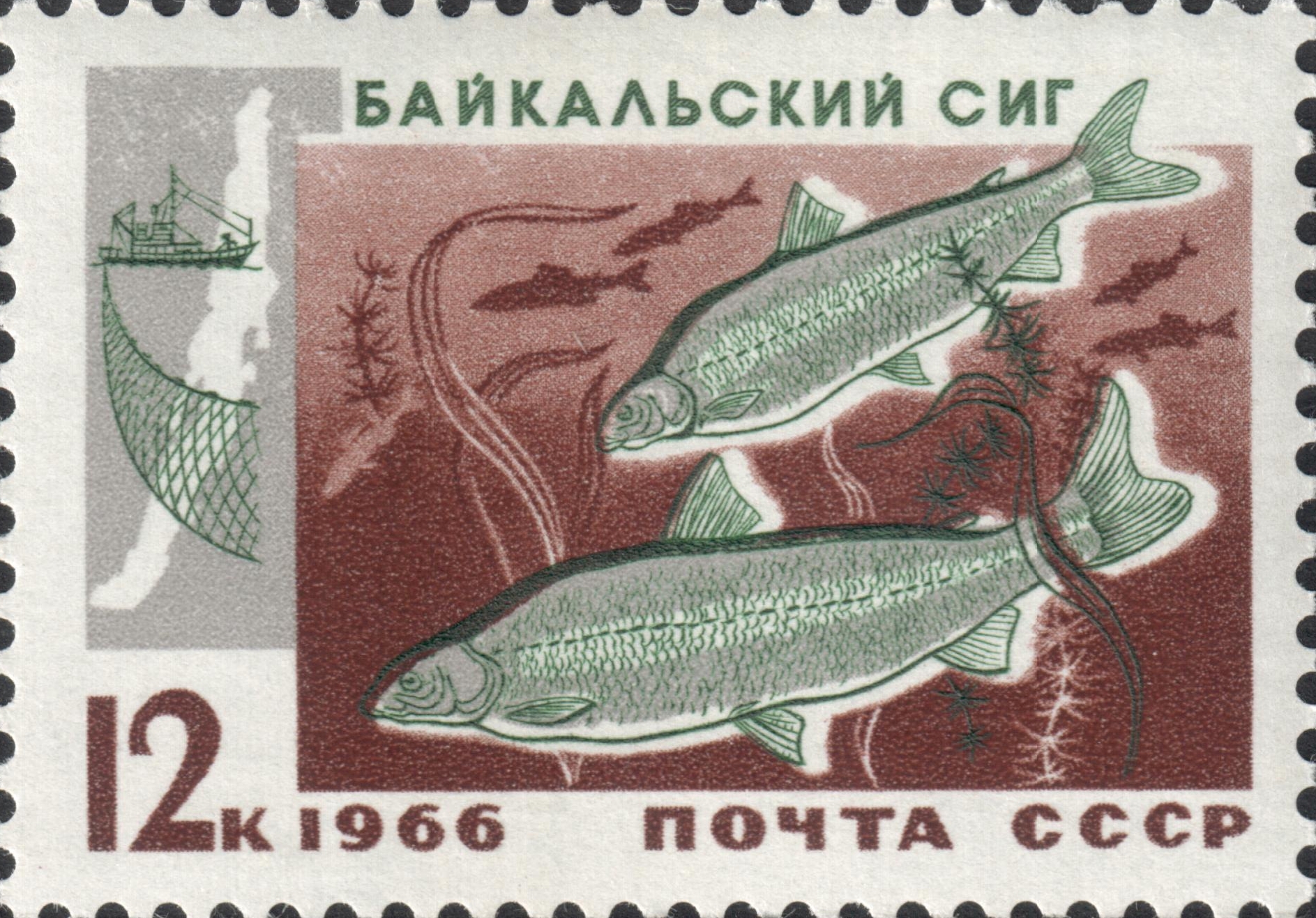 Байкальский сиг