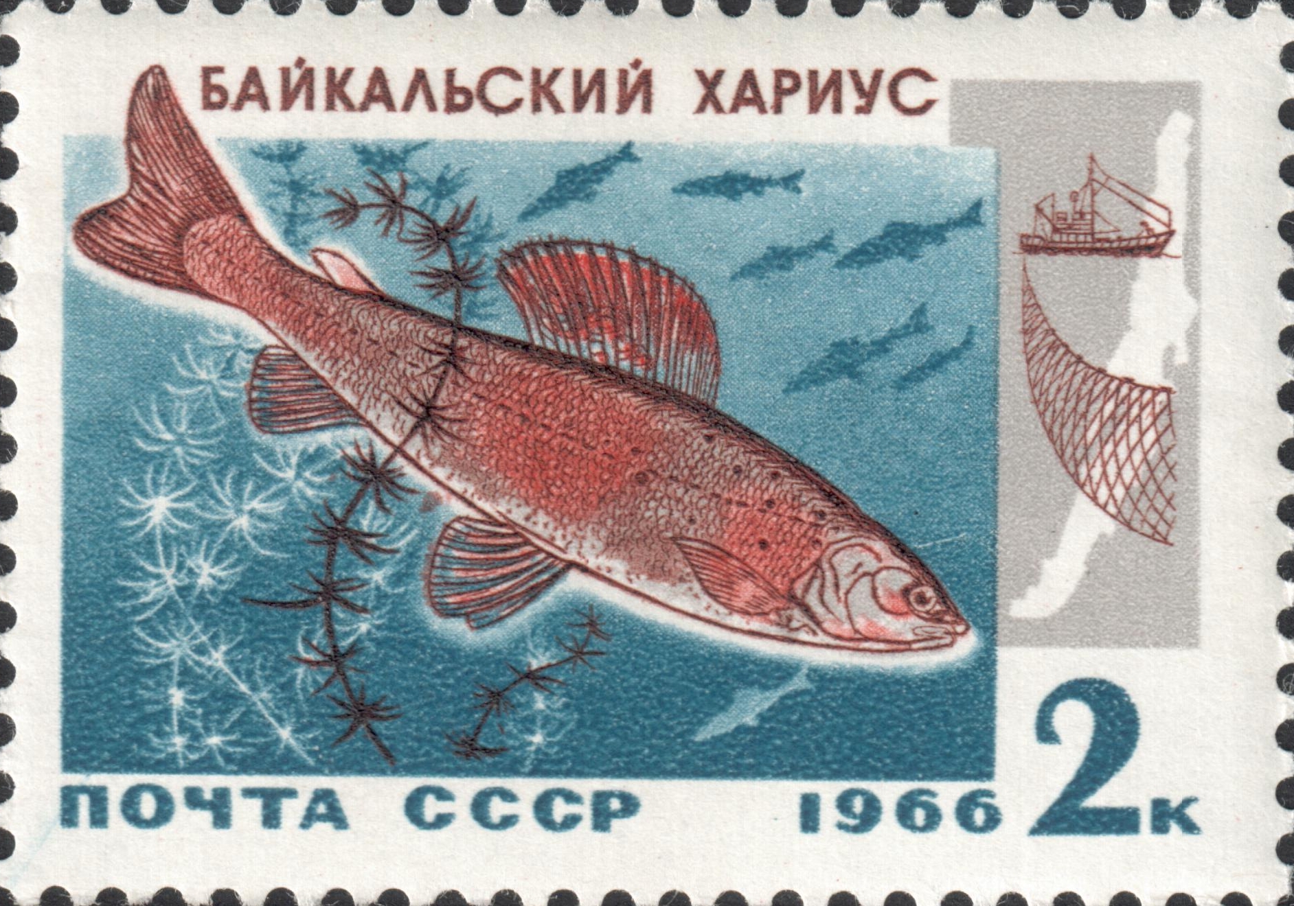 Байкальский хариус