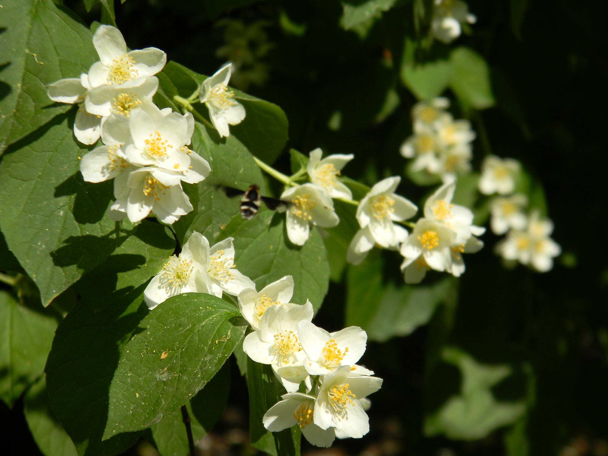 Чубушник (Philadelphus)