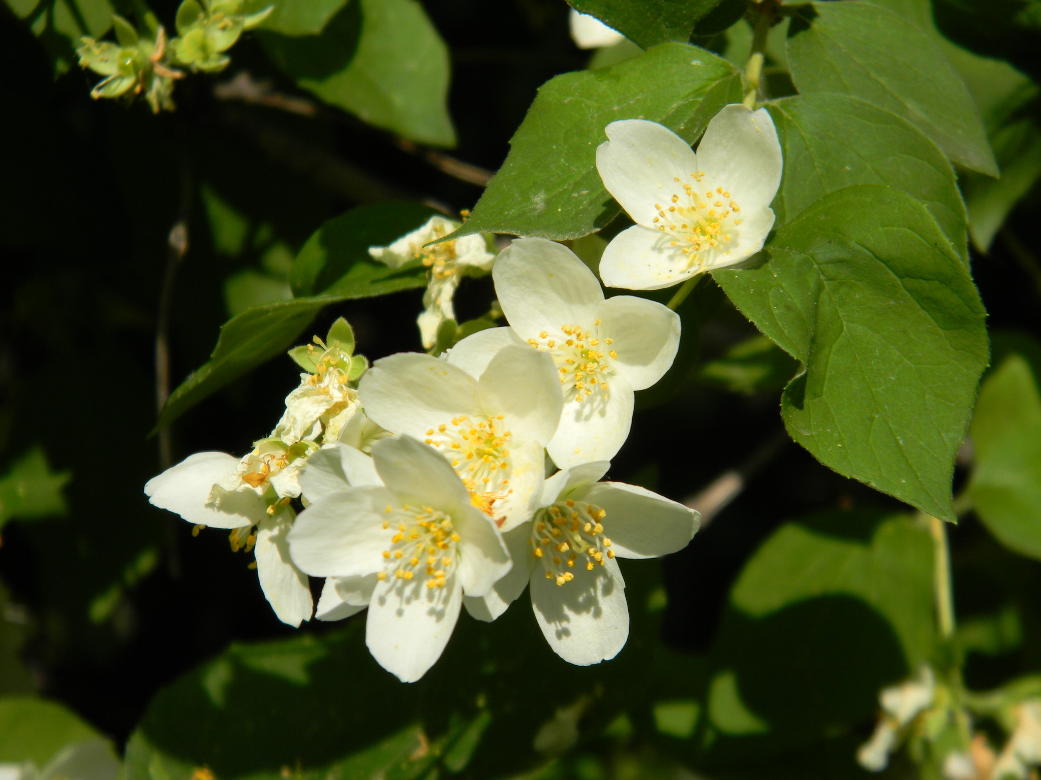 Чубушник (Philadelphus)