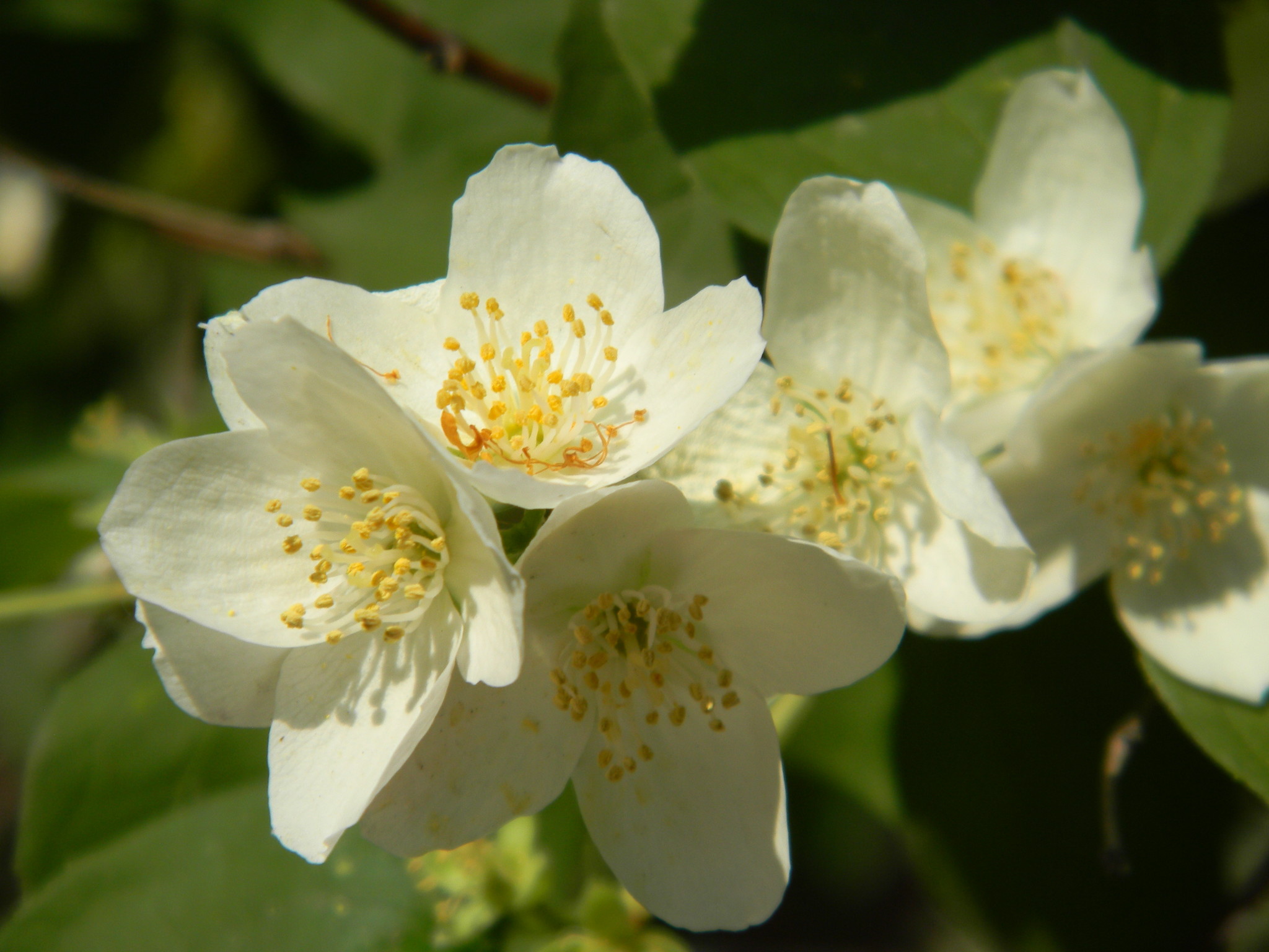 Чубушник (Philadelphus)