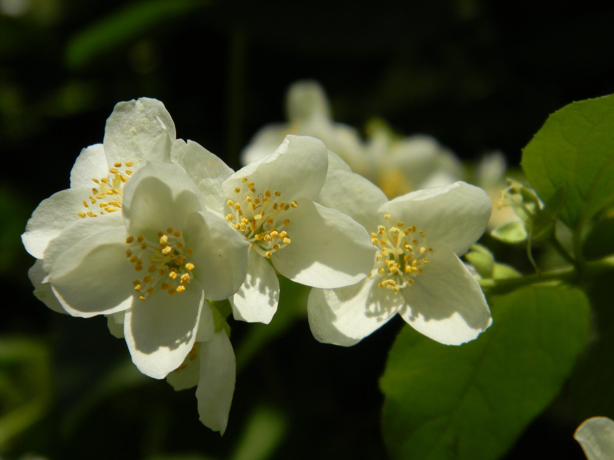 Чубушник (Philadelphus)