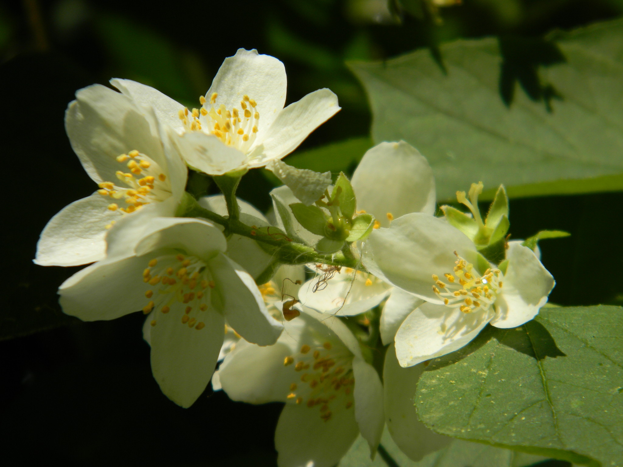 Чубушник (Philadelphus)