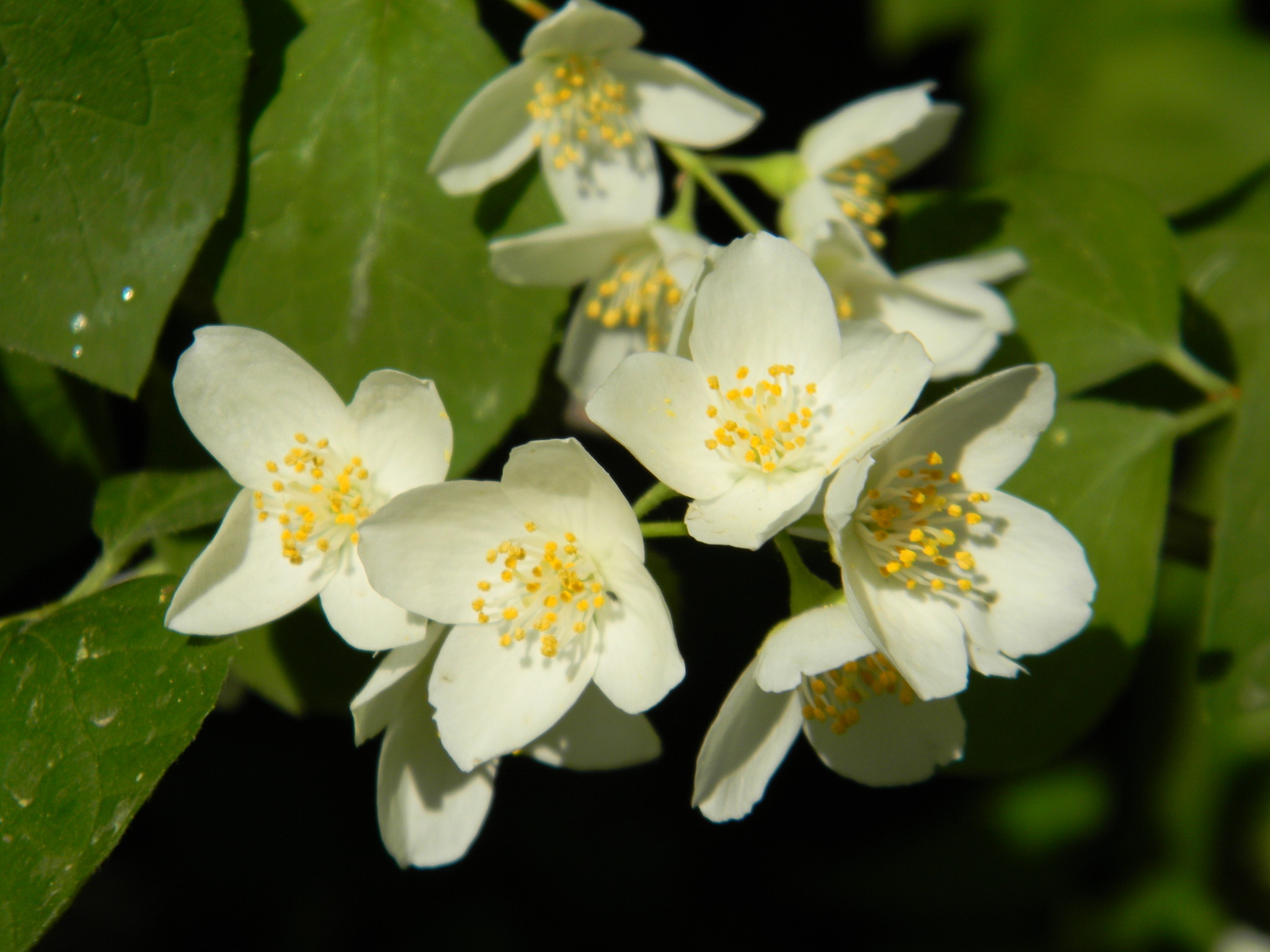 Чубушник (Philadelphus)