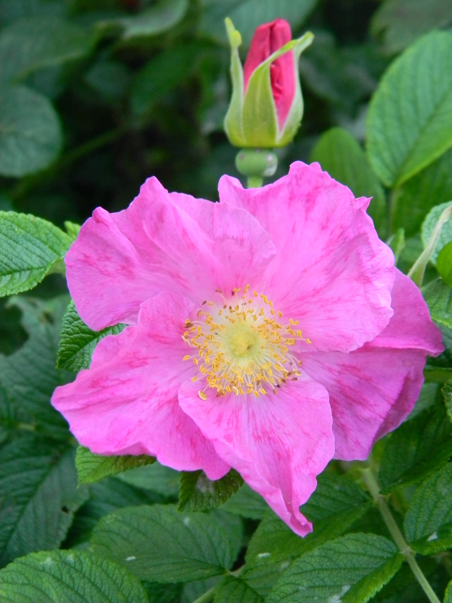 Шиповник (Rosa)