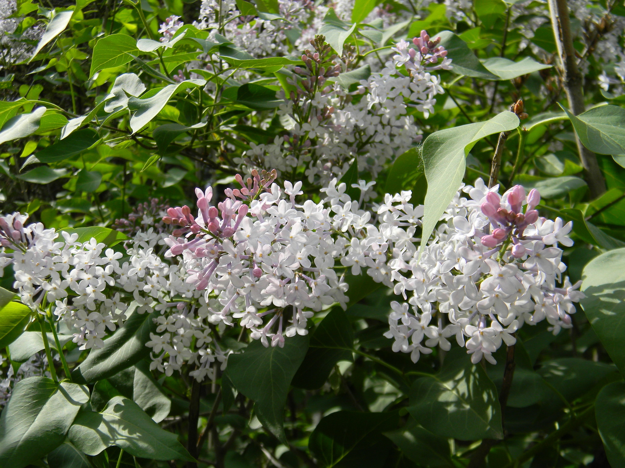 Сирень (Syringa)