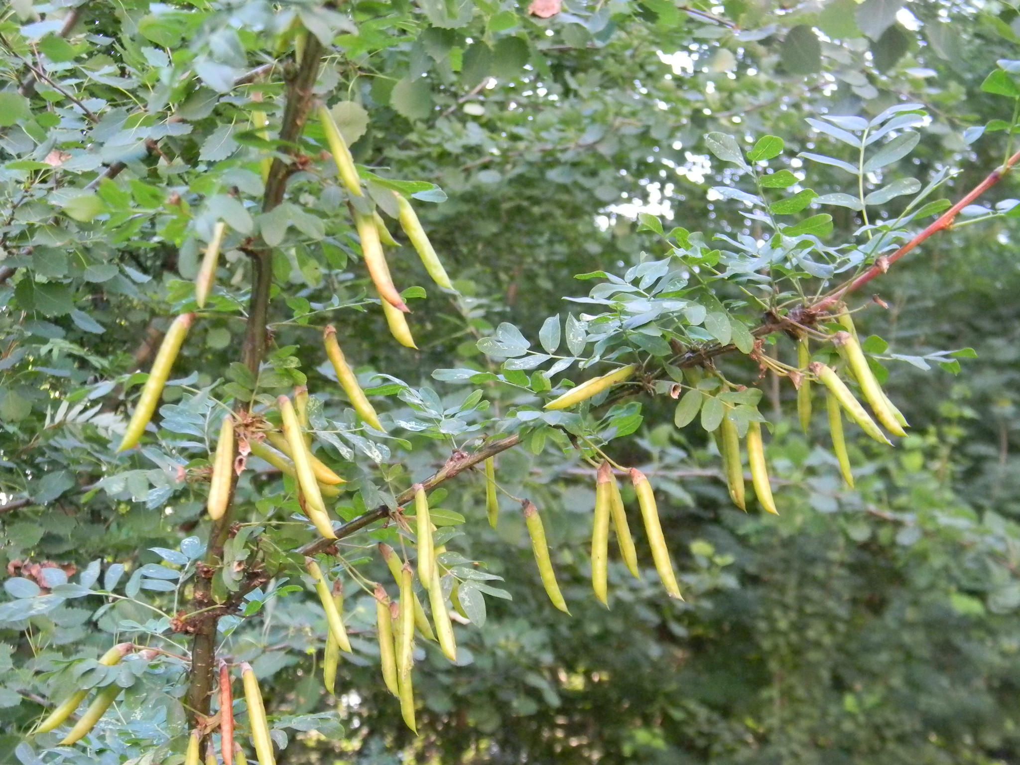 Карагана древовидная, или Жёлтая акация (Caragana arborescens)