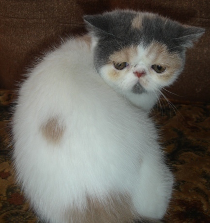Персидская или экзотическая кошка I-666