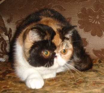 Персидская или экзотическая кошка I-700
