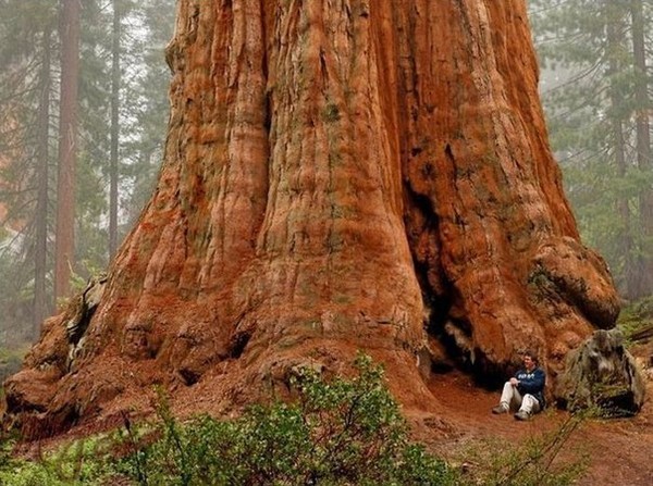 Фото Дерево Генерала Шермана - самое большое в мире.