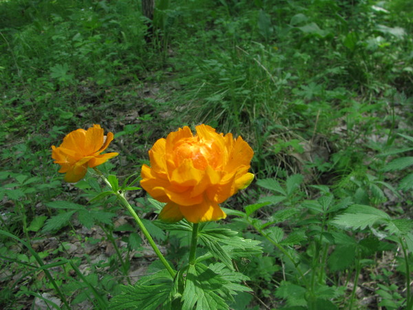 http://content.foto.mail.ru/mail/ksruss/13556/i-13647.jpg