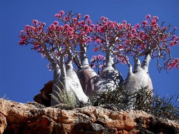 Фото Роза Пустыни (adenium obesium) 