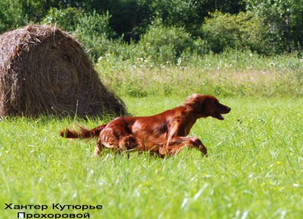 Я, Собака (Хантер Кутюрье), Ружьё и диван. I-31