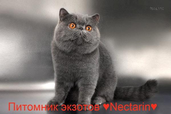 Питомник экзотов ♥Nectarin♥ - Страница 5 I-692