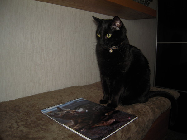 Сборник Котов и Кошек