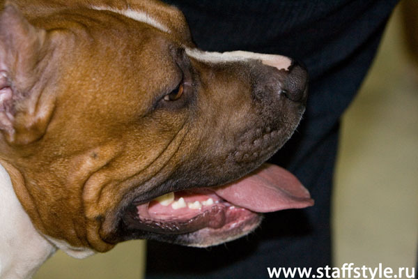 ,      staffstyle