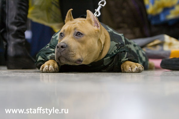 ,      staffstyle