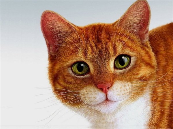 диета здоровый образ жизни или ветеринарная диета для кошек рпи мочекаменной болезни