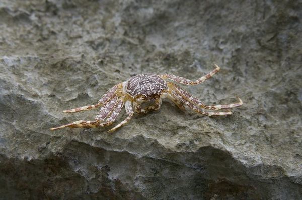 Малый филиппинский круг (Бохол-Эль-Нидо-Бусуанга-Манила)