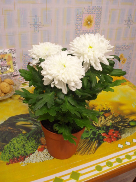 сонник дарить хризантемы жене