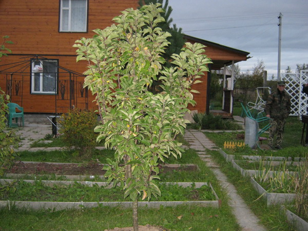 Чем засеять огород, чтобы не росли сорняки? Борьба с сорняками без Чем засеять огород чтобы земля отдохнула: после картофеля, весной, осенью