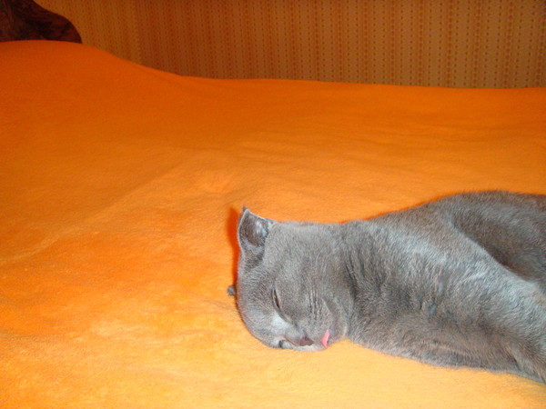 икота у кота