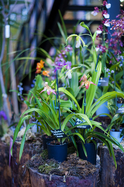 Orchid Garden 