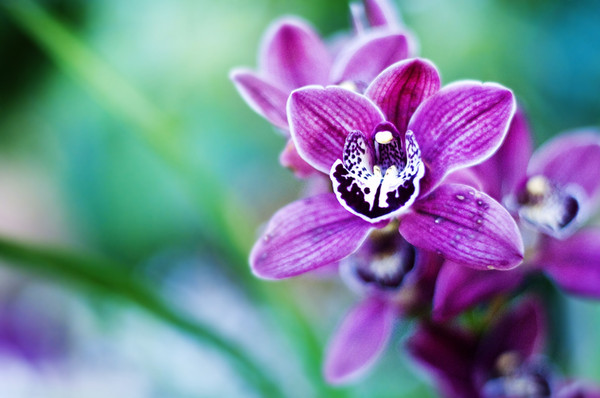 Orchid Garden 