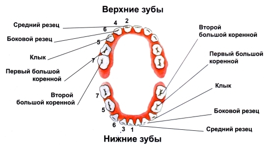 Как узнать какой у тебя зубы Как узнать какой у тебя зубы